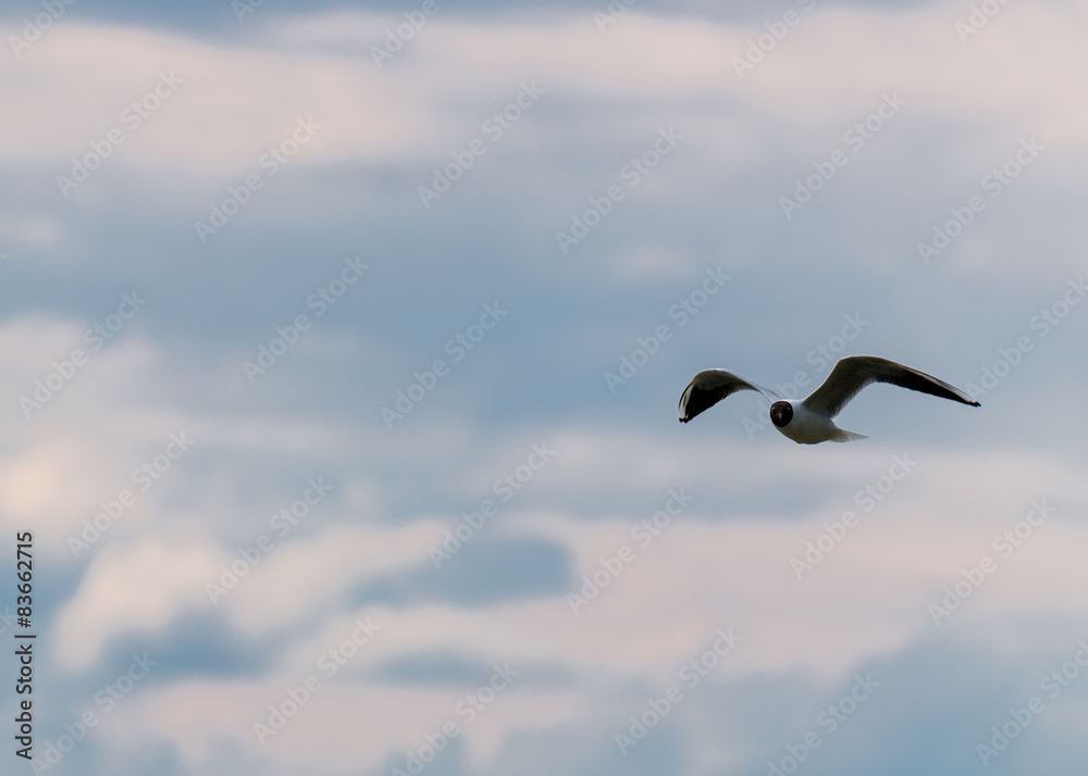 Schwarzkopfmöwe, Neusiedlersee,Österreich