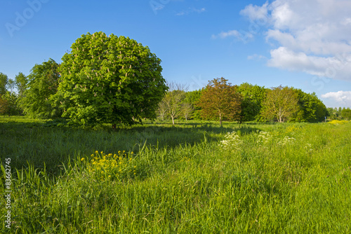 Chestnut tree in a sunny meadow in spring