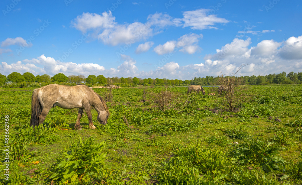 Obraz premium Herd of horses in nature under a blue cloudy sky