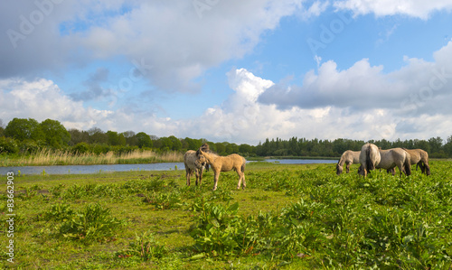 Fototapeta Naklejka Na Ścianę i Meble -  Herd of horses in nature under a blue cloudy sky