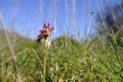 Wespen-Ragwurz, Ophrys tenthredinifera, Algarve, Portugal