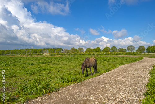 Herd of horses in nature under a blue cloudy sky