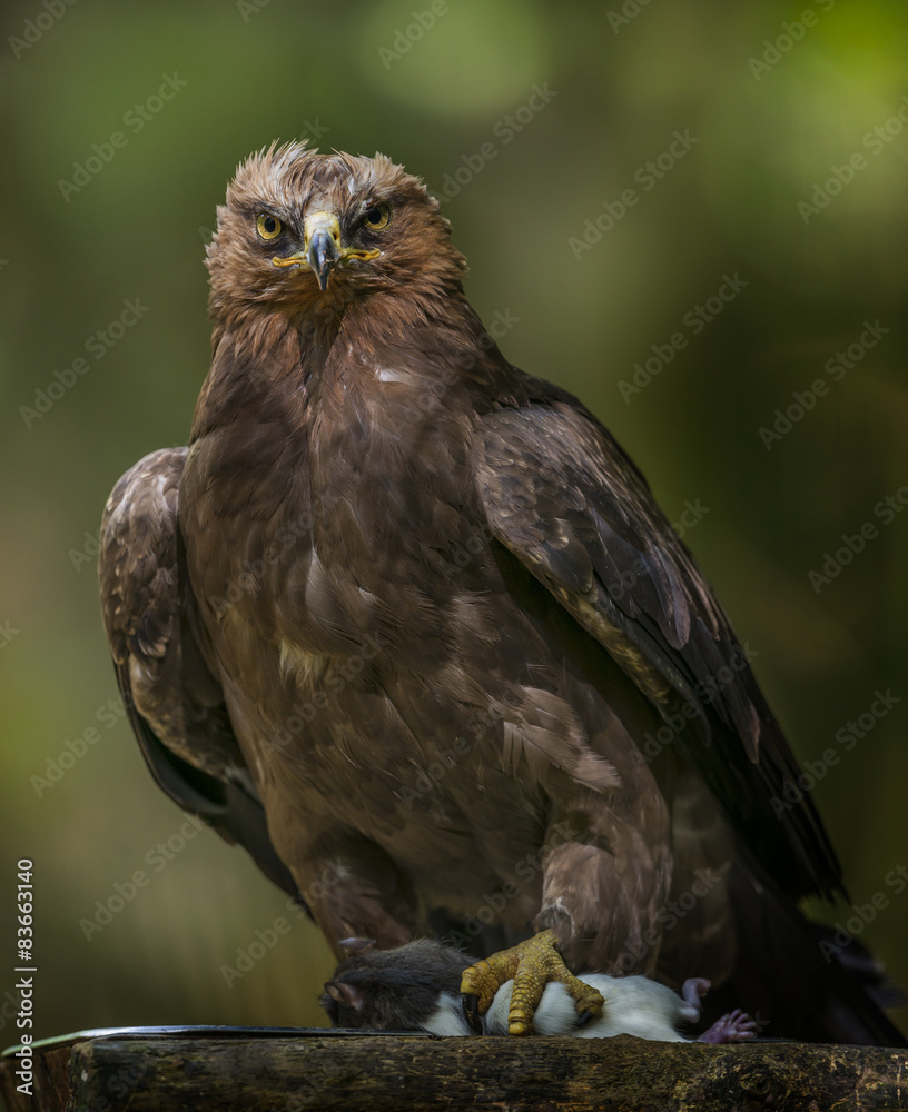 Obraz premium Aquila clanga - eagel