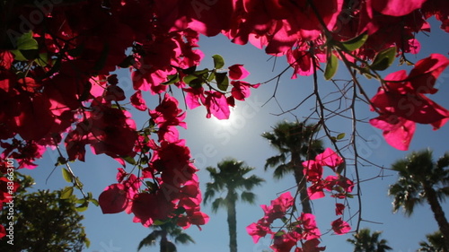 Bougainvillea flower swaying in the breeze