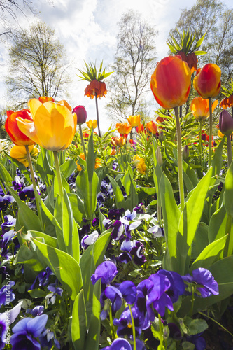 Fototapeta Naklejka Na Ścianę i Meble -  tulip bed in a park
