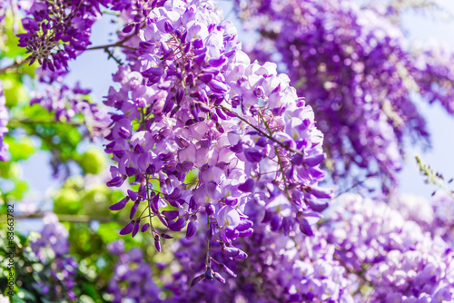  Whisteria blooms
