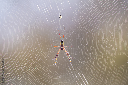 Golden orb spider sit on a web waiting for insects in morning su photo