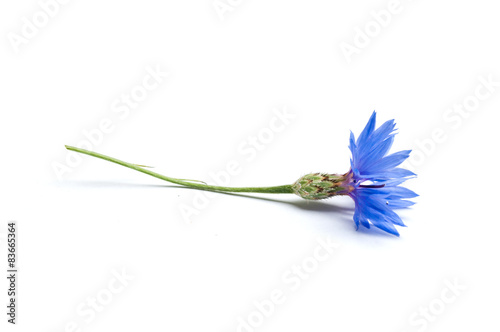 Konstfotografi bleuet sur fond blanc