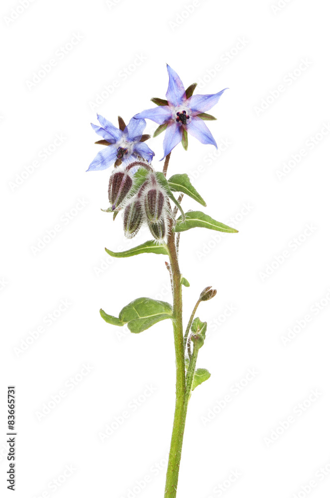 Fototapeta premium Borage