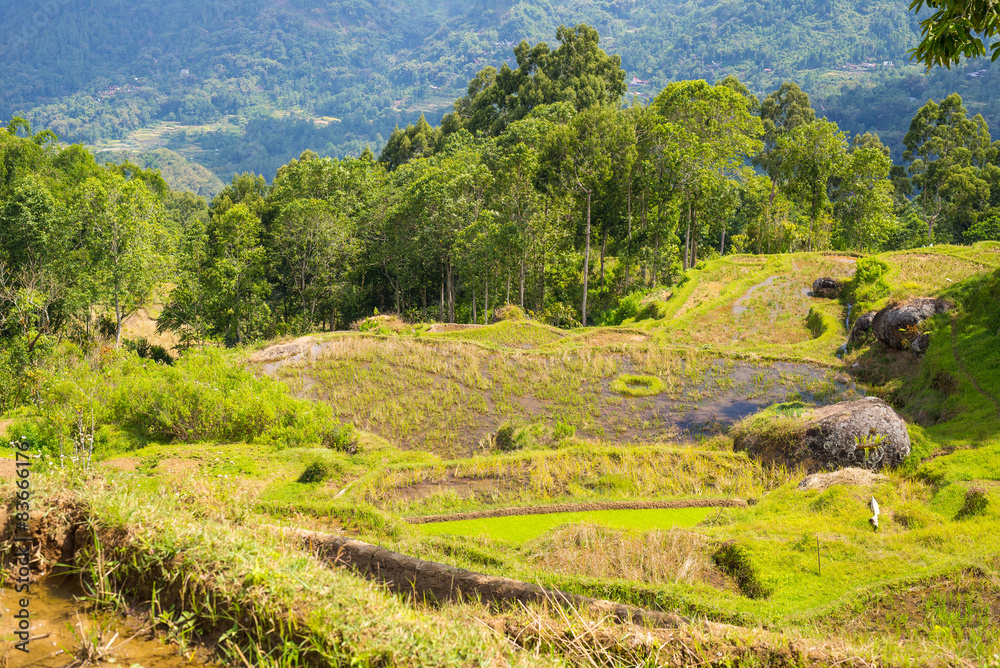 Stunning rice paddies landscape in Indonesia