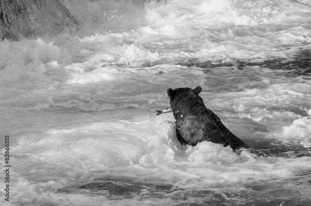 Obraz premium Bear on Alaska