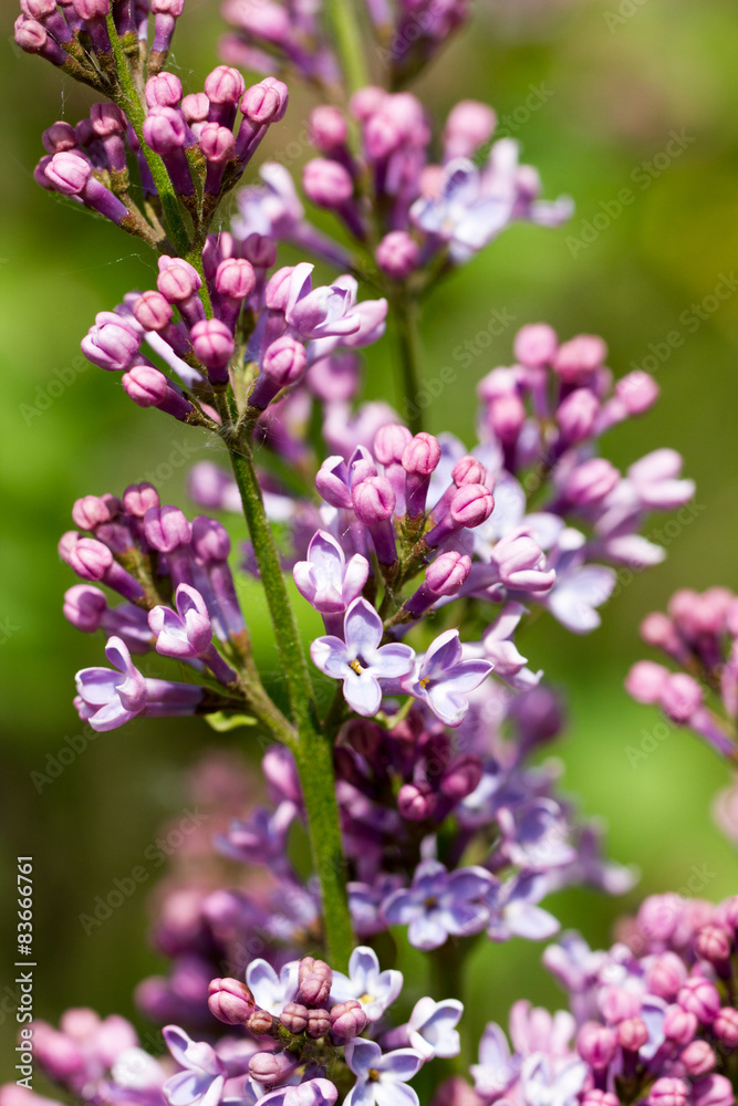 Close-up beautiful lilac flowers with the leaves. Close-up beautiful lilac flowers with the leaves.