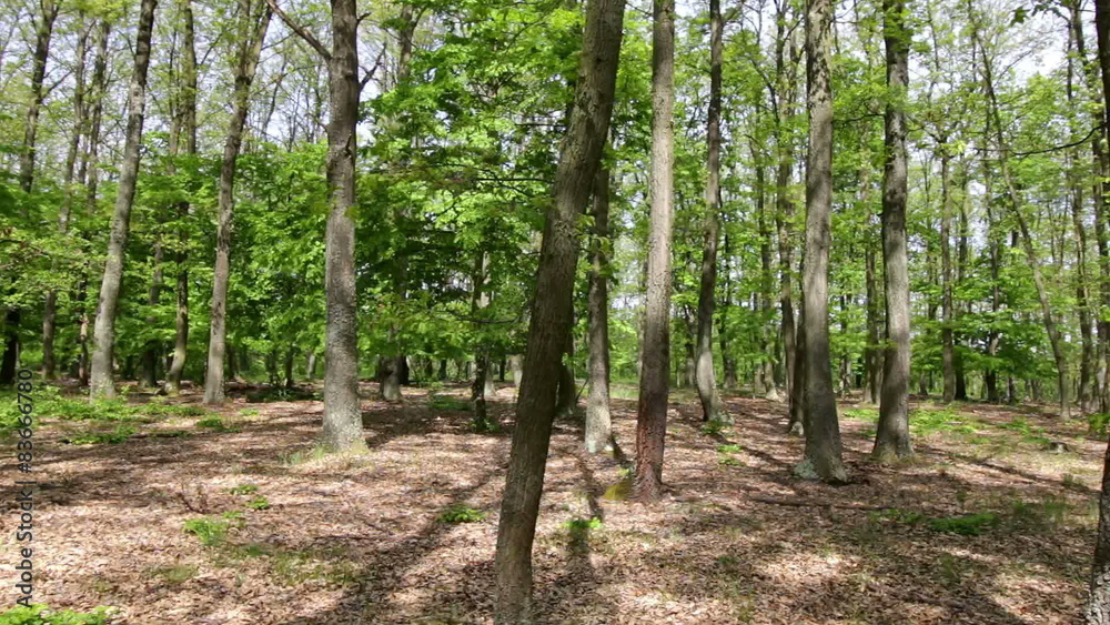 Forest detail with hornbeam and oak trees Forest detail with hornbeam and oak trees