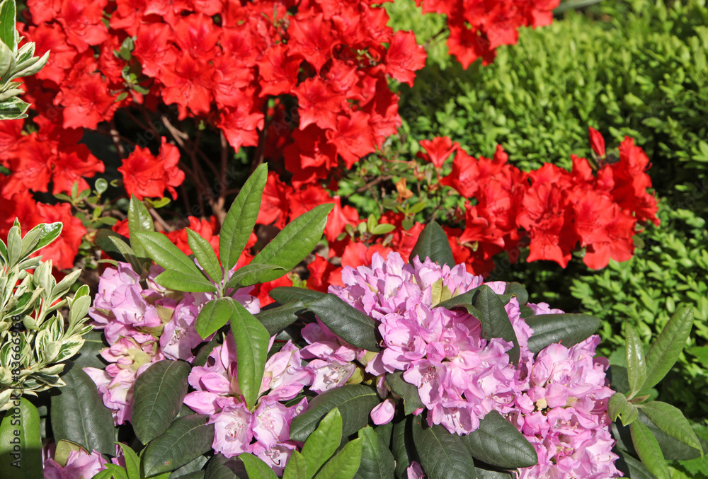 Rhododendron et azalée japonaise Rhododendron et azalée japonaise