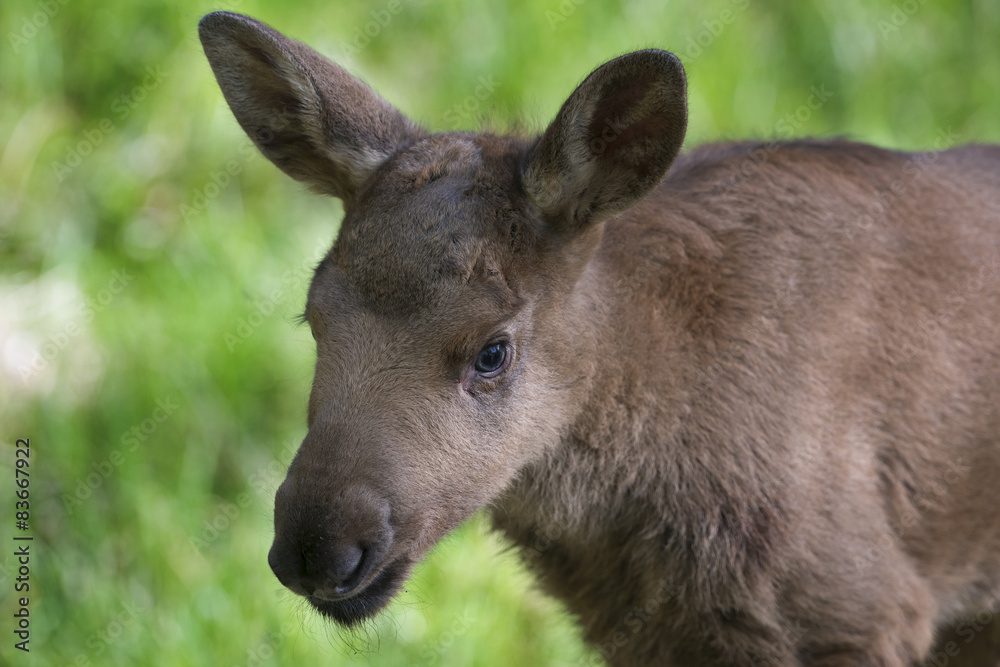 Moose - baby animal
