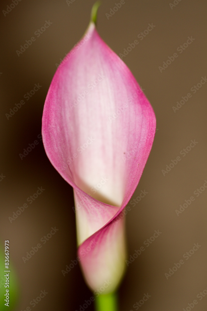 calla flower close up