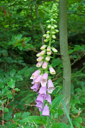 Roter Fingerhut - Digitalis purpurea photo