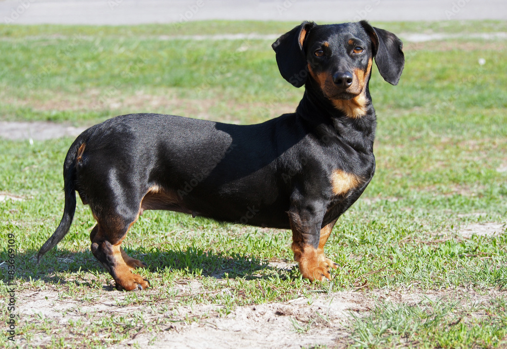 Exterior of small black dachshund on natural green background