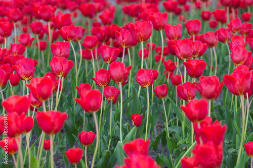 Tulips field © tempisch
