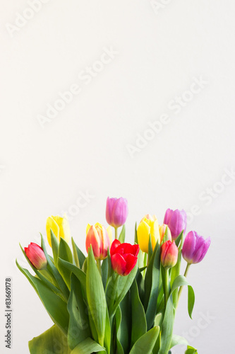 Fototapeta Naklejka Na Ścianę i Meble -  Colorful tulips