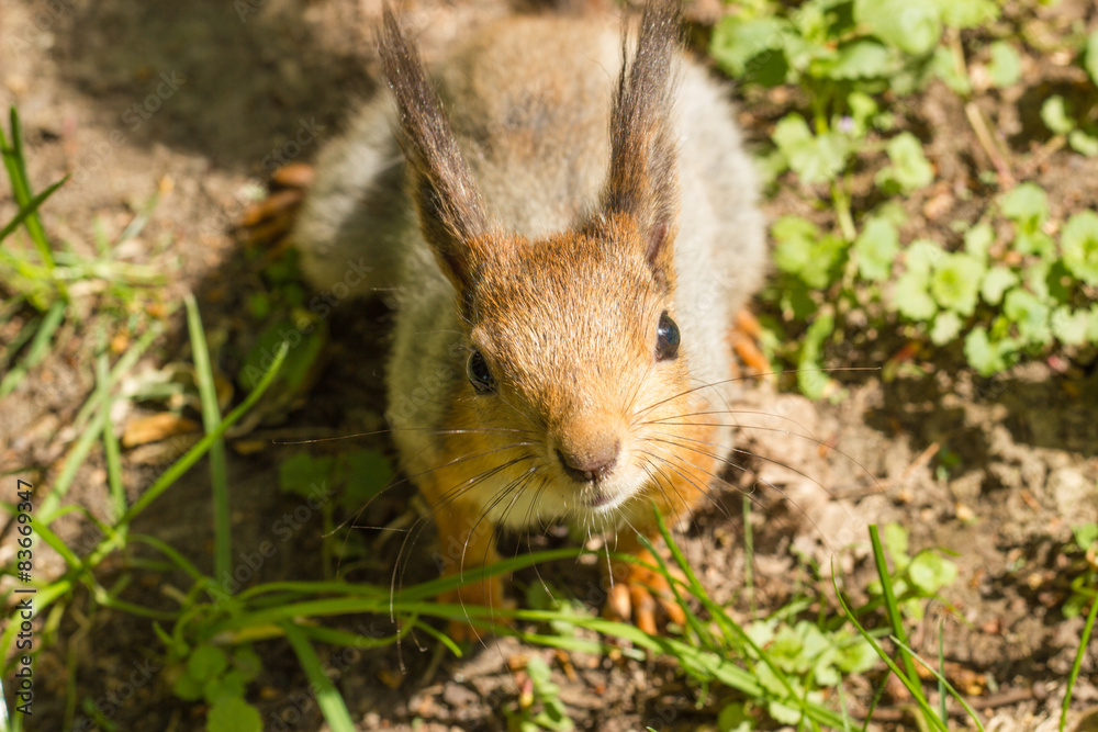 Red squirrel (Sciurus vulgaris) in the spring Red squirrel (Sciurus vulgaris) in the spring