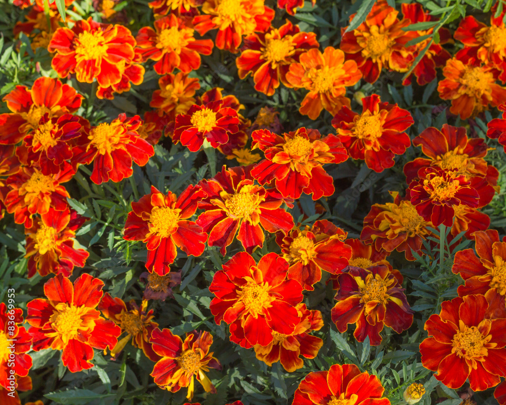 Marigold flowers Marigold flowers