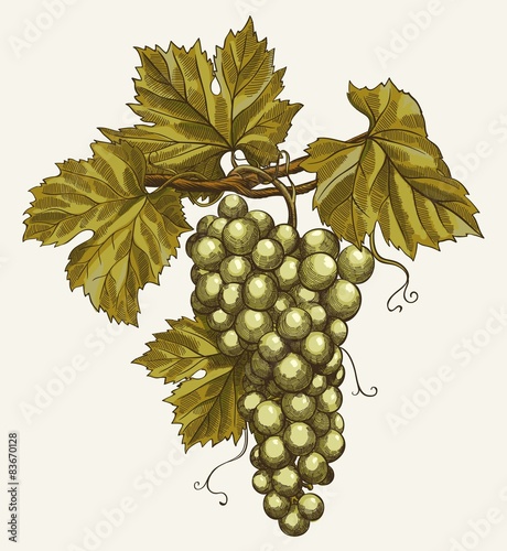 bunch of grapes