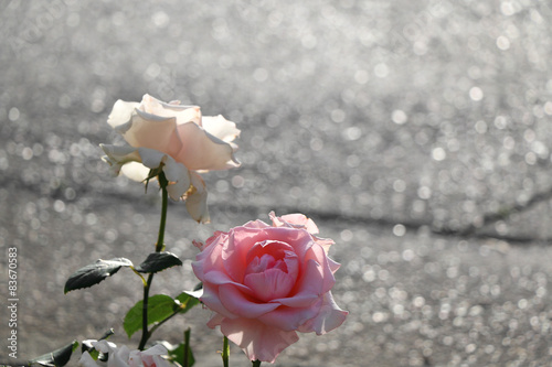 Two big beautiful pink roses y the street. Sparkly bokeh.