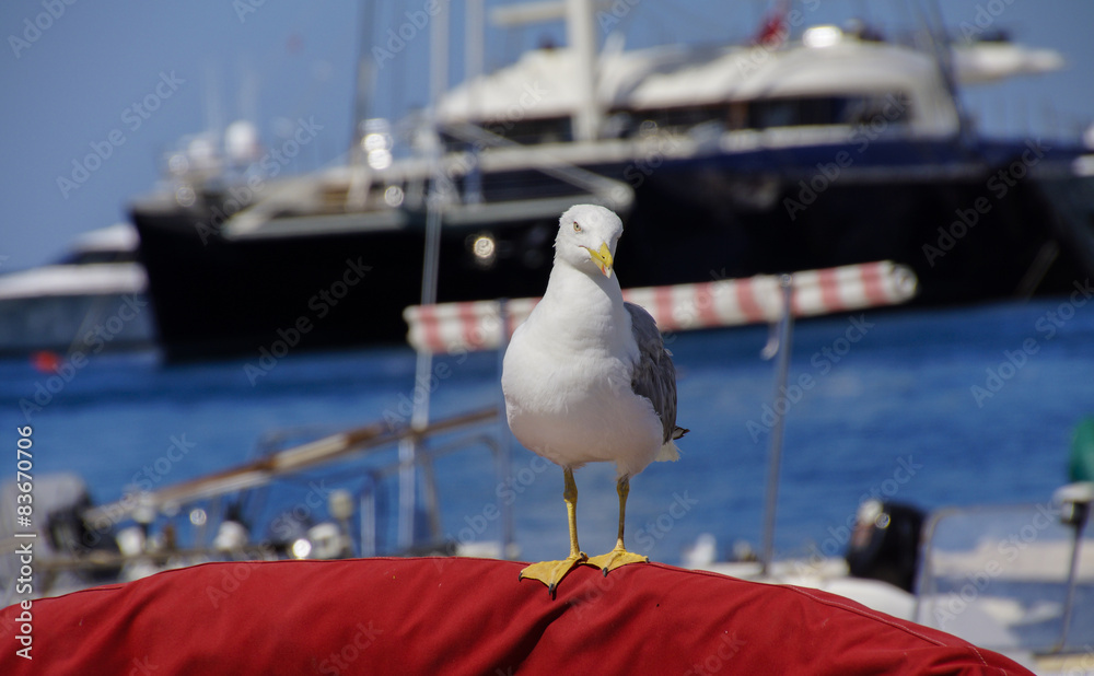 Möwe an Bord