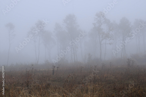Bare Trees in Thick Fog