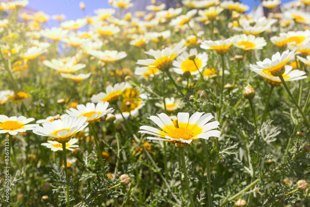Field of white chamomile Field of white chamomile