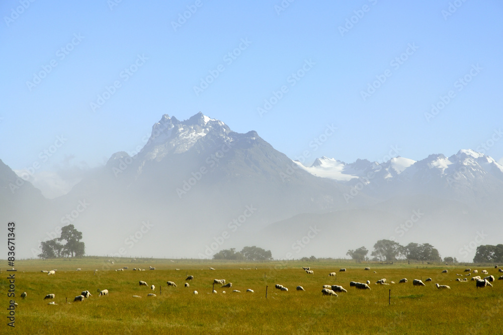 Scenic rural landscape in NZ.
