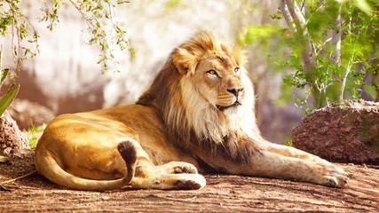 Fotobehang Leeuw Afrikaanse leeuw liggend in het bos  © adogslifephoto