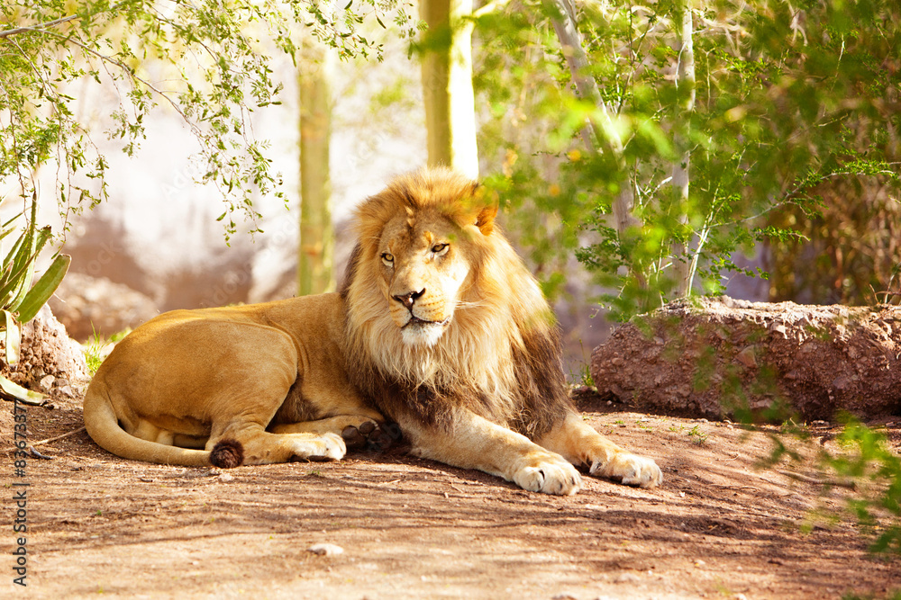 Obraz premium Beautiful African Lion Laying in Jungle