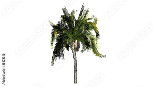 Queen palm tree - isolated on white background