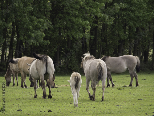 Pferde im Münsterland photo