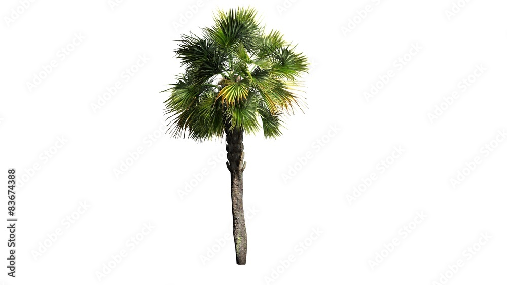 Fototapeta premium Palmetto palm tree - isolated on white background