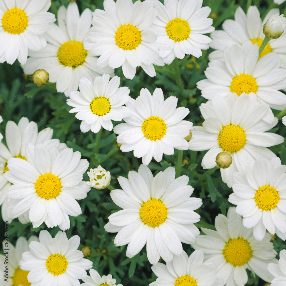 Fototapeta premium Lovely sunny blossom daisy flowers background