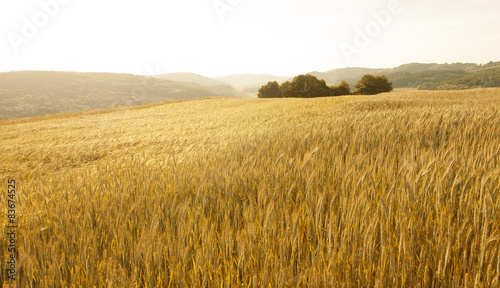 Lovely golden color sunny wheat field landscape