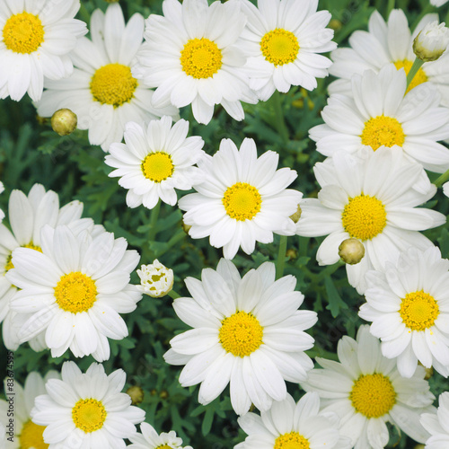 Lovely sunny blossom daisy flowers background