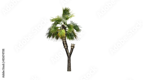 Palmetto palm tree - isolated on white background © sabida