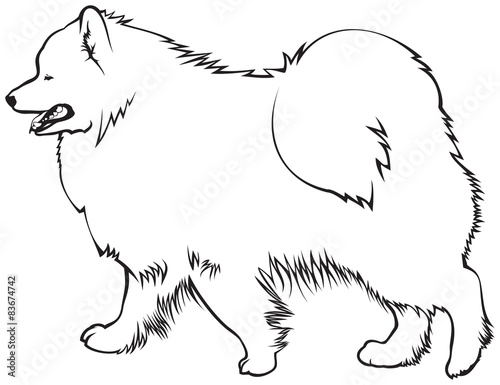 Samoyed dog breed