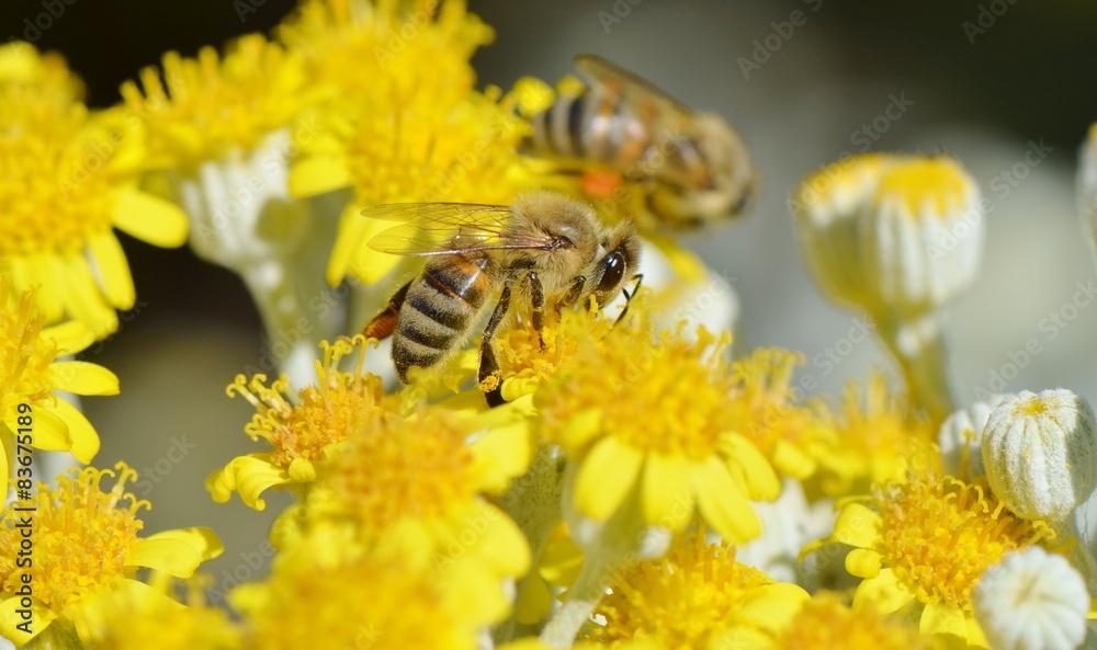 Honey Bee on a Yellow Flower, Nature Abstract Honey Bee on a Yellow Flower, Nature Abstract