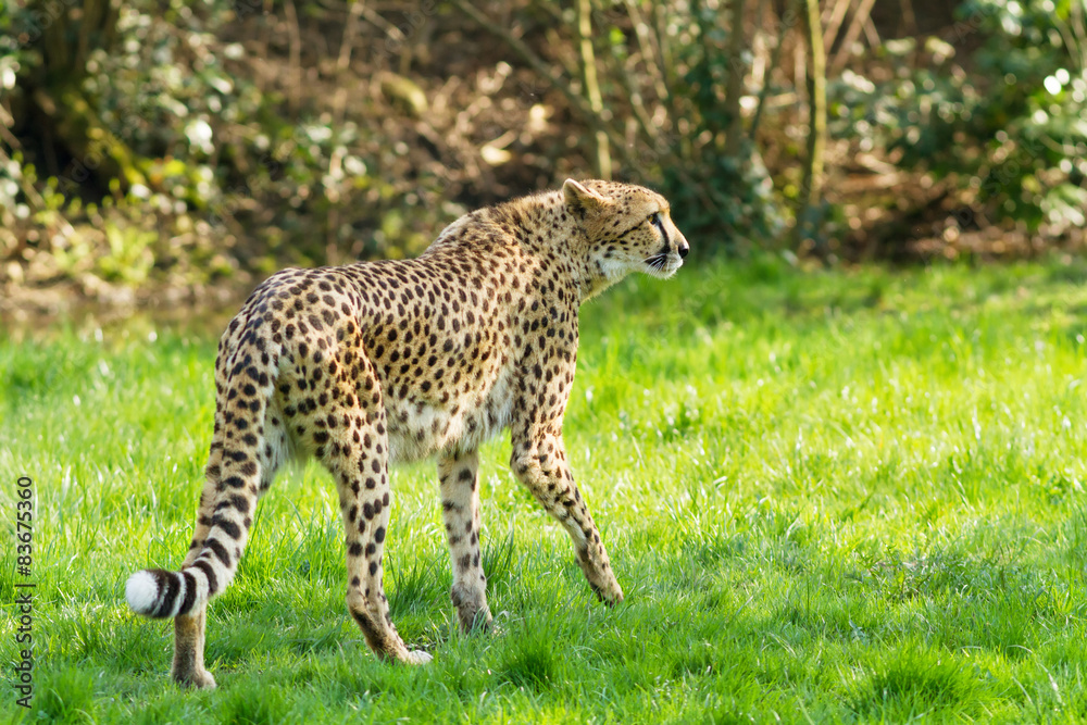 portrait cheetah (Acinonyx jubatus) portrait cheetah (Acinonyx jubatus)