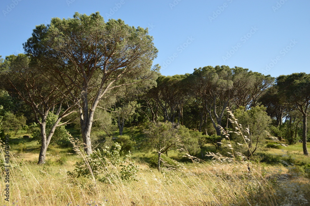 forêt méditerranéenne