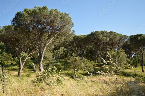 forêt méditerranéenne