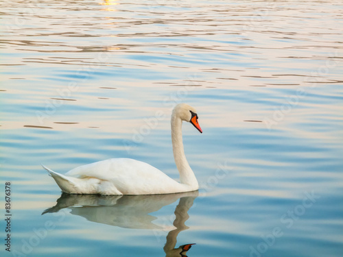 swan swimming on the lake