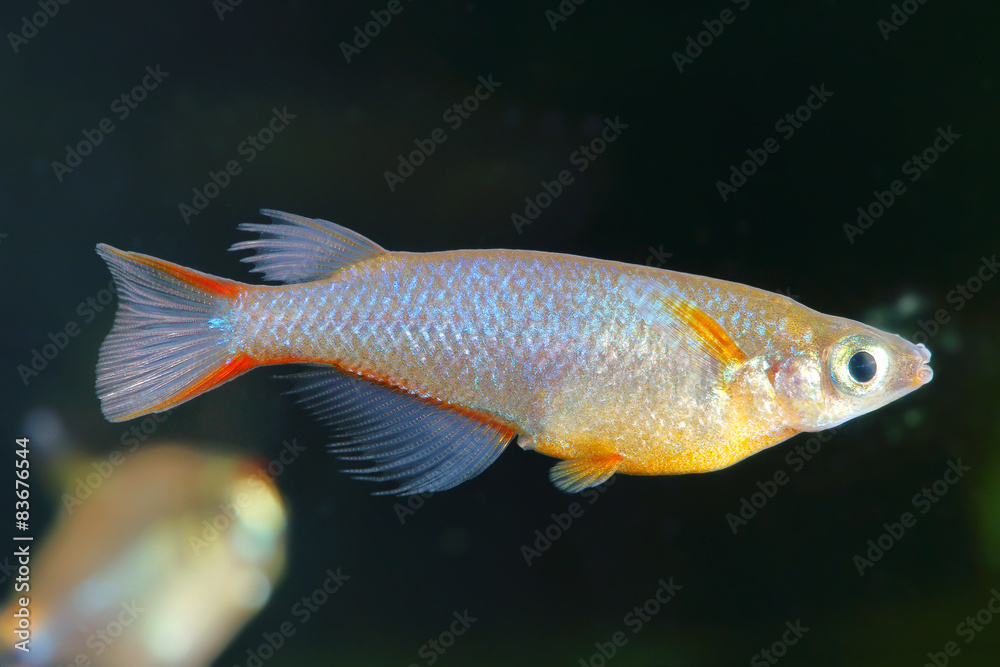 Ricefish Ricefish