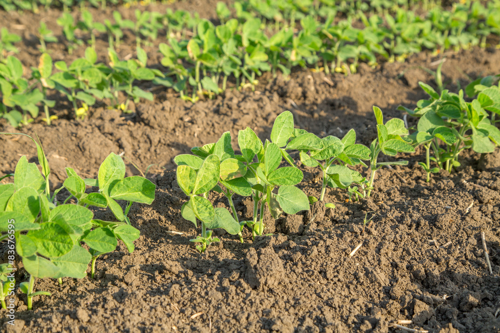 Green soybean plants close-up shot, mixed organic and gmo Green soybean plants close-up shot, mixed organic and gmo