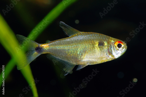 Fotografie Head-and-taillight tetra